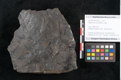 Foto (Objekt + Etikett) von Asplenium hochstetteri Unger (NHMW-GEO-2024-0188-10303)